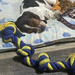 Basset Hound and Labrador Retriever Puppies from Porter Kennels