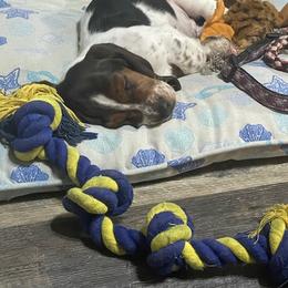 Basset Hound and Labrador Retriever Puppies from Porter Kennels