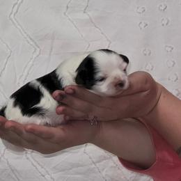 Boy 2 - Black and white male Shihpoo puppy in Eldon, Missouri from B&B Designer Shihpoo’s