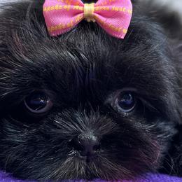 Shih Tzus from Shih Tzu’s Creek