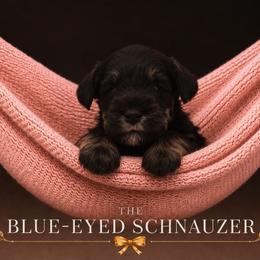Luna - Black and silver female Miniature Schnauzer puppy in Winter Haven, Florida from The Blue Eyed Schnauzer