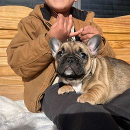 Orange collar - Fawn French Bulldog puppy in Berea, Kentucky from Bully Life Farms