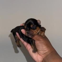 Jax. - Black and tan male Yorkshire Terrier puppy in Winston Salem, North Carolina from Pawfectly Tailored Yorkie's