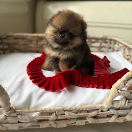 Tiny Pecan - Orange sable male Pomeranian puppy in Sacramento, California from Carousel Poodles & Pomeranians