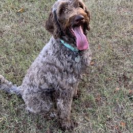 Goldendoodle Puppies from FamilyLoved Doodles