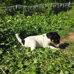 Yzma - Tri-color female Jack Russell Terrier puppy in Clarkesville, Georgia from Bagg End Jack Russell Terriers
