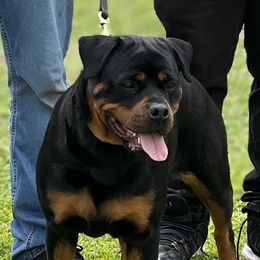 S'sence - Rottweiler
