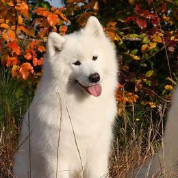 Samoyeds from Koukla Samoyeds