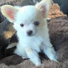 Patch - Cream and white male Chihuahua puppy in Walker, Louisiana from Pupcup’s Crown Collection