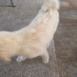 Poodle Puppies from shelby ealey