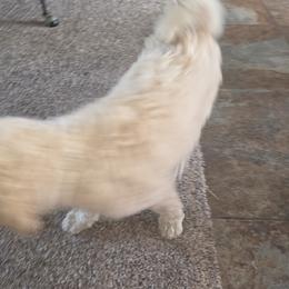 Poodle Puppies from shelby ealey