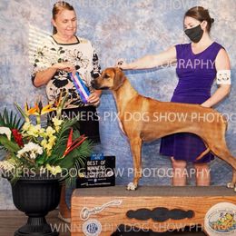 O'Luchi - Rhodesian Ridgeback