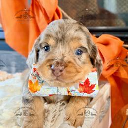Mr. Blue-4400 - Dapple male Dachshund puppy in Sparr, Florida from From the Heart Doxies