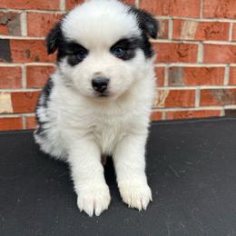 Toadette - Black and white female Pomsky puppy in Henderson, Kentucky from Paris Pomskies