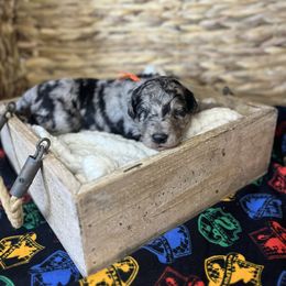 Draco Malfoy - Blue merle male Bordoodle puppy in Valley Center, California from Circle R Valley Farms