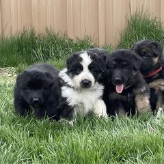 German Shepherd Puppies from Valhalla German Shepherds