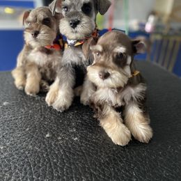 Miniature Schnauzer All Grown Up from Regency Schnauzer