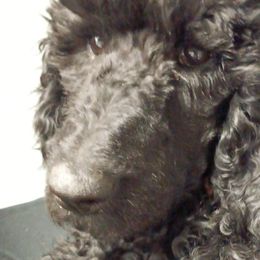 Poodles from January's Poodles