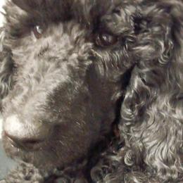 Poodles from January's Poodles