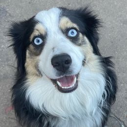 RIP - Miniature Australian Shepherd