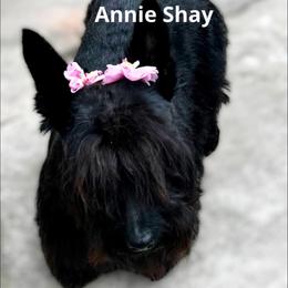 Scottish Terrier puppies from Gail's Scottish Terriers