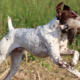 German Shorthaired Pointers and Golden Retrievers from Blazing Ridge Working Dogs