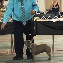 French Bulldogs from Pardi Puppies
