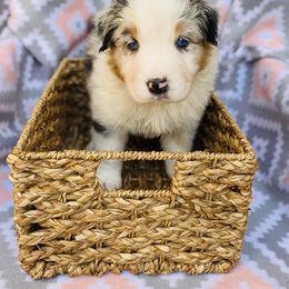 Australian Shepherd Puppies from Jo’s Aussies