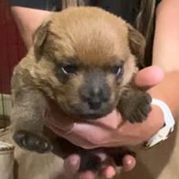 Yellow Collar Girl - Red female Norfolk Terrier puppy in Bristol, Tennessee from Holston Hollow Farm