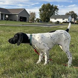 Boy 3 - Black and white male German Shorthaired Pointer puppy in Freeport, Illinois from Rock Hollow Retrievers