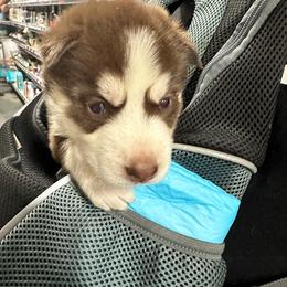 Juno - Red and white male Siberian Husky puppy in Lakeland, Florida from Ice Blue Legacy Siberians Huskies
