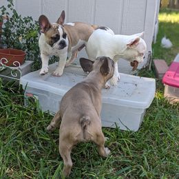 French Bulldog Puppies from G & K Frenchies LLC