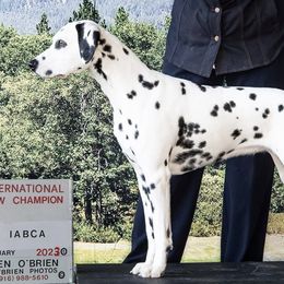 Dalmatians from Heart Song Dalmatians