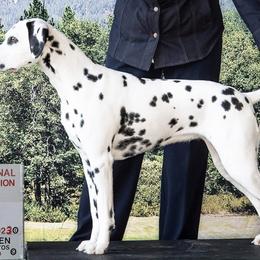 Dalmatians from Heart Song Dalmatians