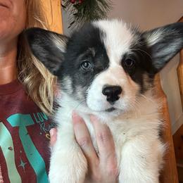 Oreo - Black and tan female Pembroke Welsh Corgi puppy in New Auburn, Wisconsin from Cordell Corgis