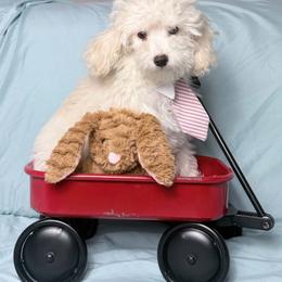 Orion - Cream male Poodle puppy in Cartersville, Georgia from Little Legacy Puppies