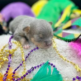Pearl - Blue and tan female Chihuahua puppy in Lee Center, New York from Alfheim-Andromeda Chihuahua's (A &A's)
