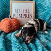 Bordoodle and Labradoodle Puppies from Howdy Doodles