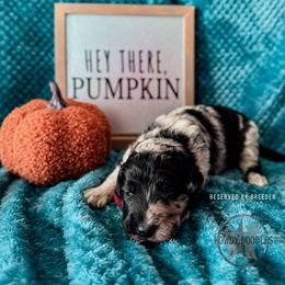 Bordoodle and Labradoodle Puppies from Howdy Doodles