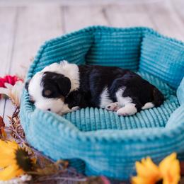 Truffles - Tri-color male Bernedoodle puppy in Conroe, Texas from Cookie's Cuties