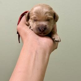 Red collar boy - Apricot male Goldendoodle puppy in Dupont, Washington from Willow Tree Doodles
