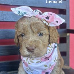 Sprinkles - Caramel female Australian Labradoodle puppy in Citrus Heights, California from Elite Blend Labradoodles