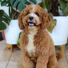 Bridget - Cavapoo