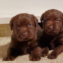 Labrador Retriever Puppies from Sommit Labradors