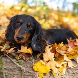 Ishmael - Dachshund