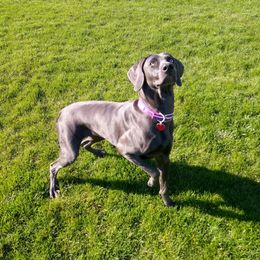 Ember - Weimaraner