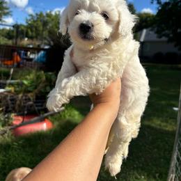 Skittles - Parti female Goldendoodle puppy in Anderson, South Carolina from M & L Pups