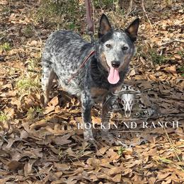 Girl 1 - Blue female Australian Cattle Dog puppy in Silsbee, Texas from Rockin ND Ranch