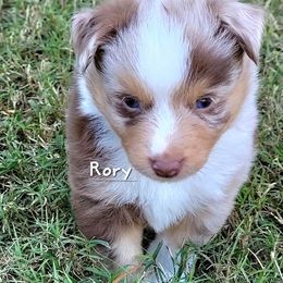 Rory - Red merle male Miniature Australian Shepherd puppy in Waxhaw, North Carolina from Cane Creek Aussies