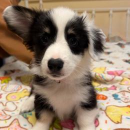 Tweety - White and black female Pembroke Welsh Corgi puppy in Granville, New York from Windy Mountain Kennels
